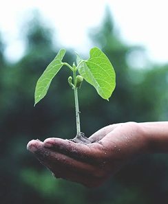 Hand holding plant